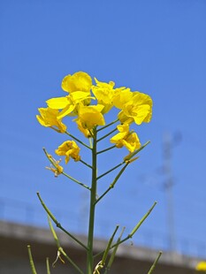 一枝绽放的黄色油菜花