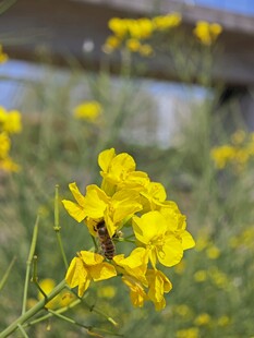春日绽放的明艳油菜花