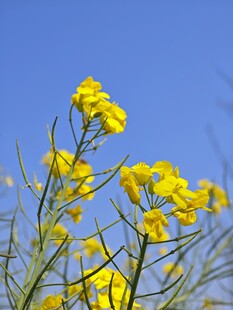 蓝天映衬下的灿烂油菜花