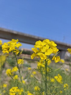 蓝天下的灿烂黄色油菜花