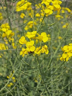 金黄灿烂的油菜花田