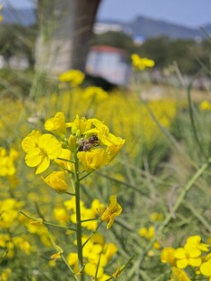 春日田野中的灿烂油菜花