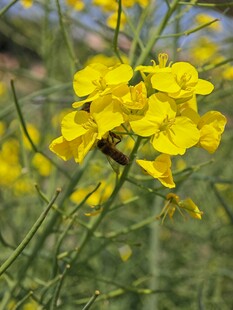 油菜花上的昆虫