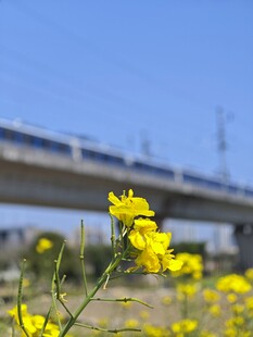 桥畔绽放的黄色油菜花