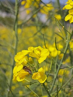 油菜花间蜜蜂采蜜