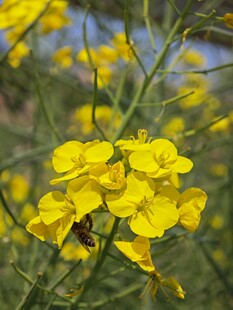油菜花丛中蜜蜂采蜜