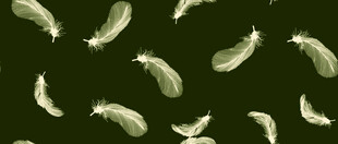 绿色背景上的白色羽毛图案