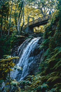 森林中的瀑布与木桥景观