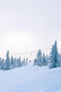 冬日雪景中的松林
