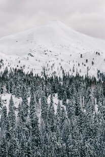 雪山下的茂密森林景观
