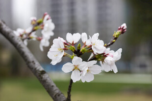 枝头绽放的洁白樱花