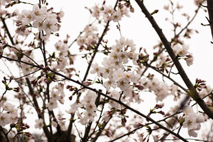 枝头绽放的美丽樱花