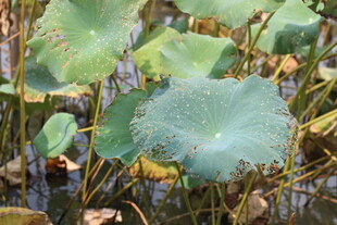 荷塘中的荷叶景象
