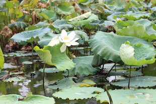 荷塘中的洁白荷花与荷叶