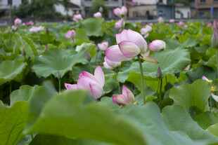 夏日荷塘荷花绽放