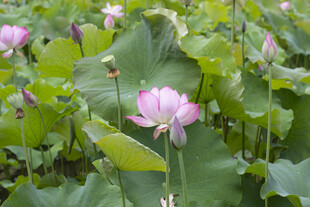 夏日盛开的美丽荷花