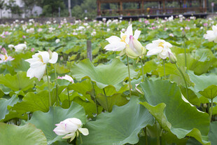 夏日荷塘盛开的洁白荷花