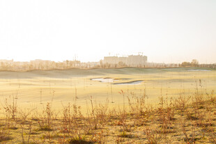 金色旷野中的宁静景象