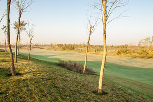 春日郊野树木与开阔草地