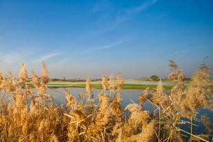 湖畔芦苇映蓝天美景
