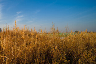 金黄芦苇荡 蓝天美景