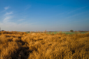 金黄麦田与蓝天美景