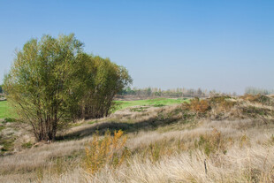 田野间的绿树与荒芜草地