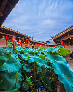 中式庭院中的大片荷叶景观