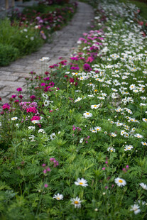 繁花小径 绽放自然之美