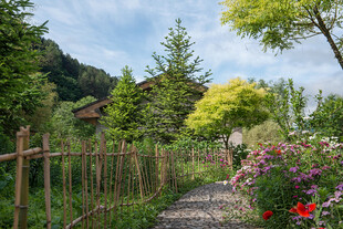 田园小径旁的缤纷花草