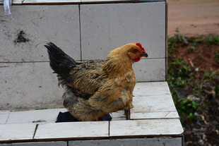 庭院中的单只黄羽鸡