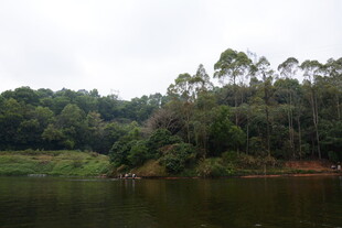 湖畔葱郁山林美景