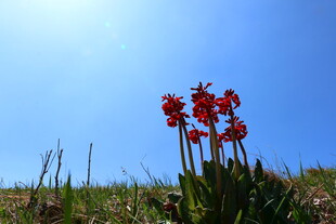 蓝天之下的艳丽红色花朵