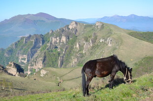 山间骏马悠然吃草