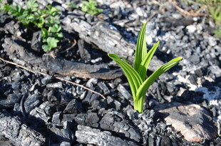 废墟中新生的绿色希望