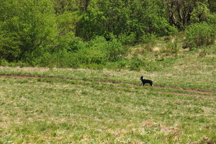 田野中孤行的黑色动物