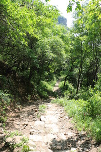 山间小径 绿意盎然的自然路