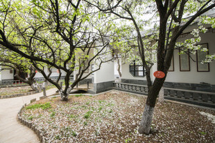 春日校园里的树木景致