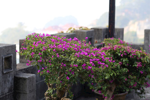 石间绽放的艳丽紫花