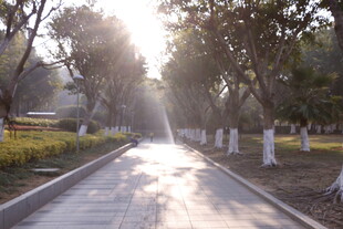 阳光洒落的林间静谧小道