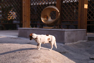 古建中站立的斑点狗