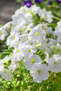 白色矮牵牛绽放