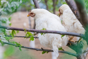 枝头白猴 灵动自然瞬间