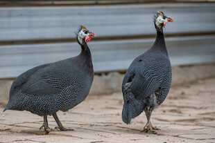 两只珍珠鸡站立在地面