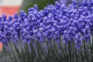 工艺品紫色薰衣草花海特写