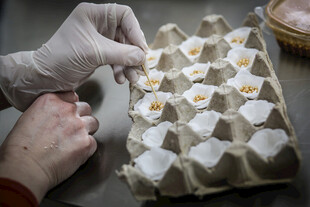 工艺品手工摆放鸡蛋于蛋托中