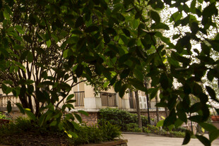 绿荫下的静谧庭院一角