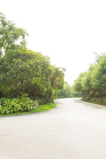 林间静谧小路 绿意盎然