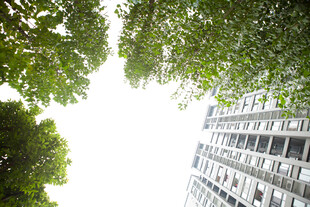 绿树与高楼相映成趣