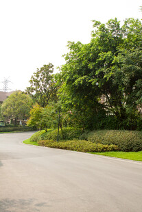 宁静林荫路 绿意盎然